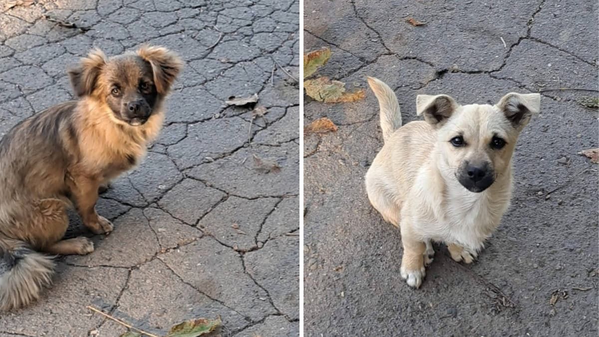 Коломийські чотирилапі шукають теплу домівку 5