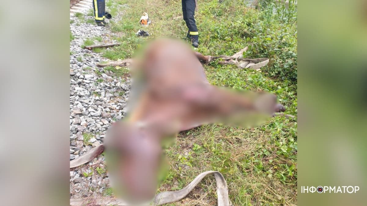 В Яремче біля залізничної колії знайшли тіло коня