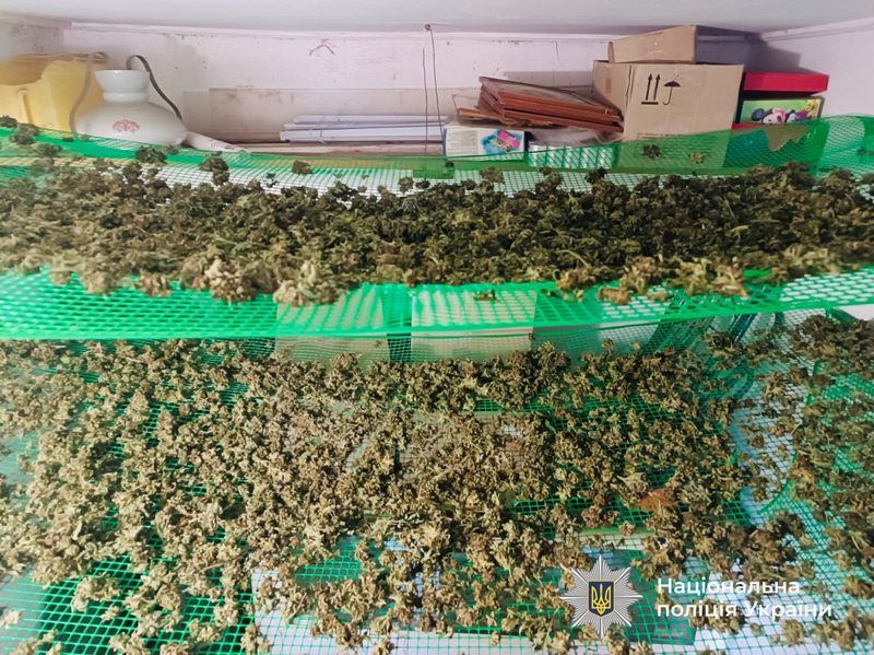 Двох чоловіків зі Снятина затримали за вирощування та продаж канабісу 1