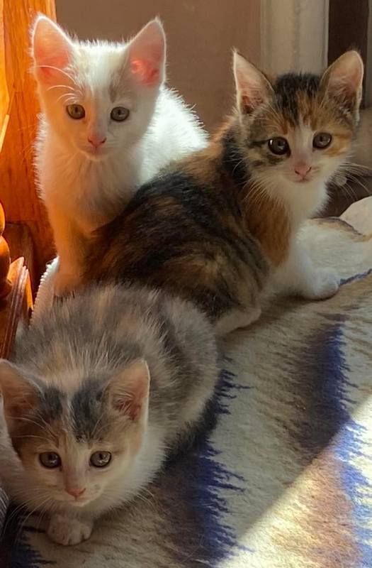 пухнастики 2