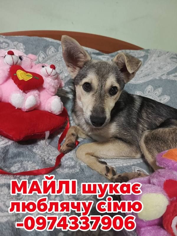 пухнастики 5