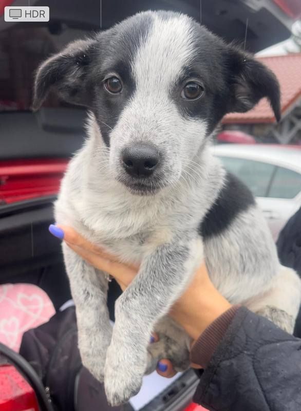 пухнастики 3