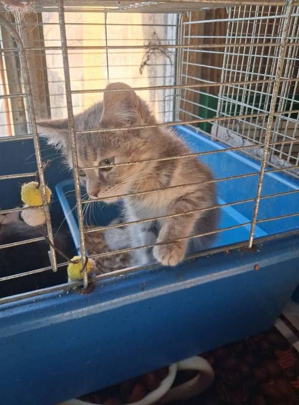 пухнастики 4