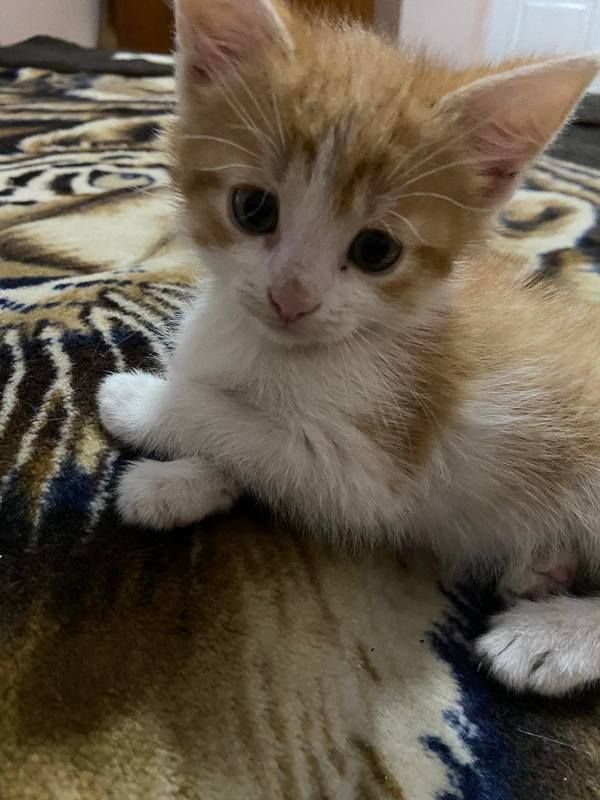 пухнастики 6