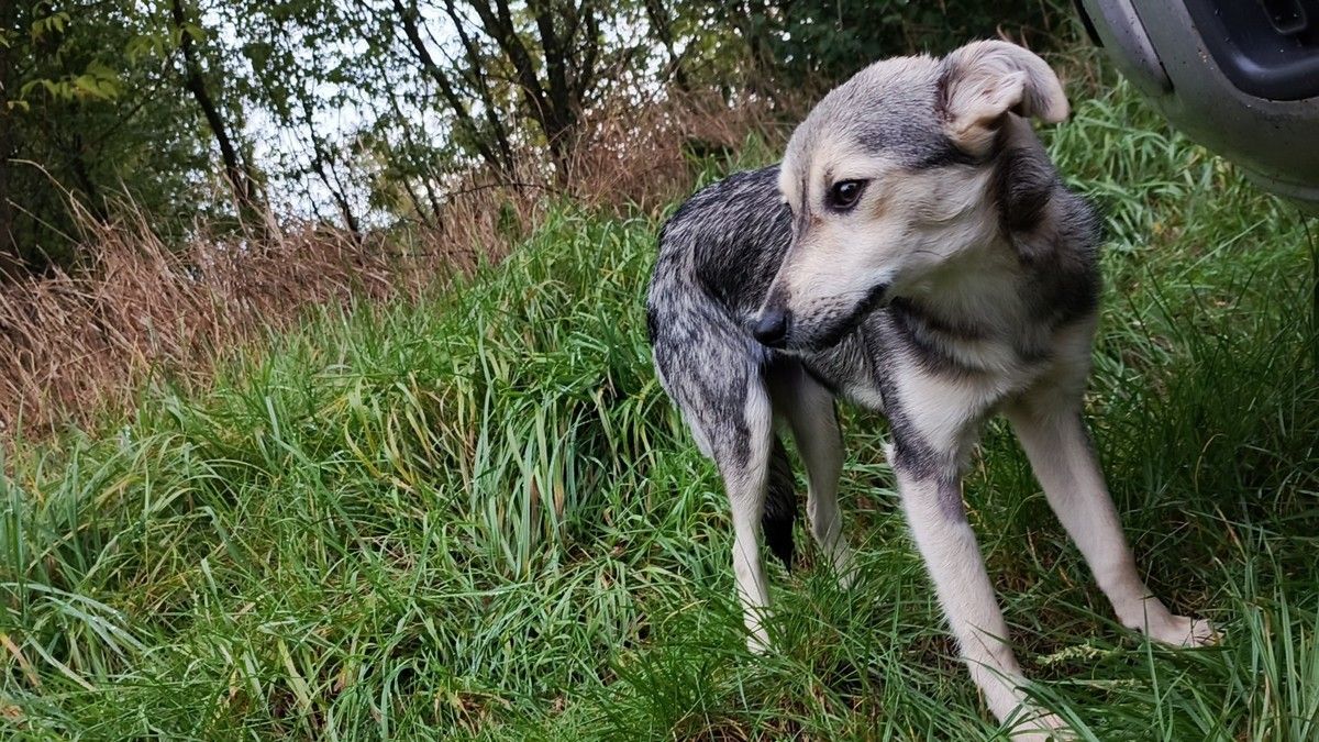 пухнастики 1