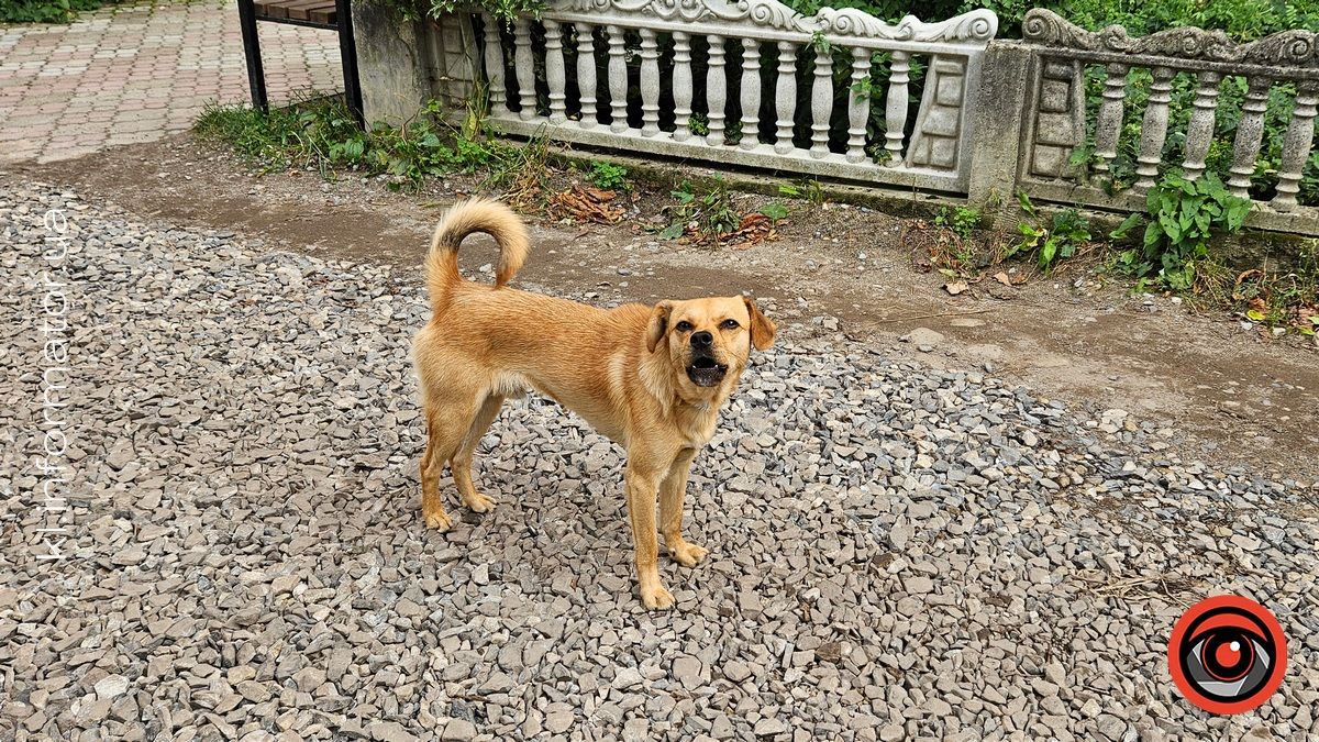 Чекають на прихисток та тепло: добірка пухнастиків Коломиї