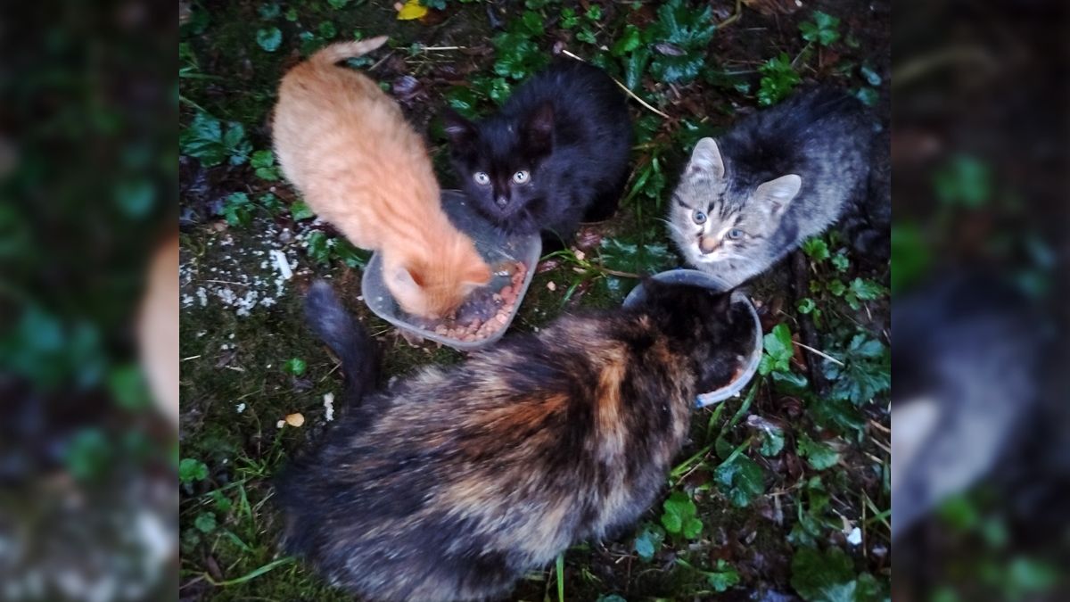 Безумовна любов: подаруйте тепло коломийським хвостикам 1