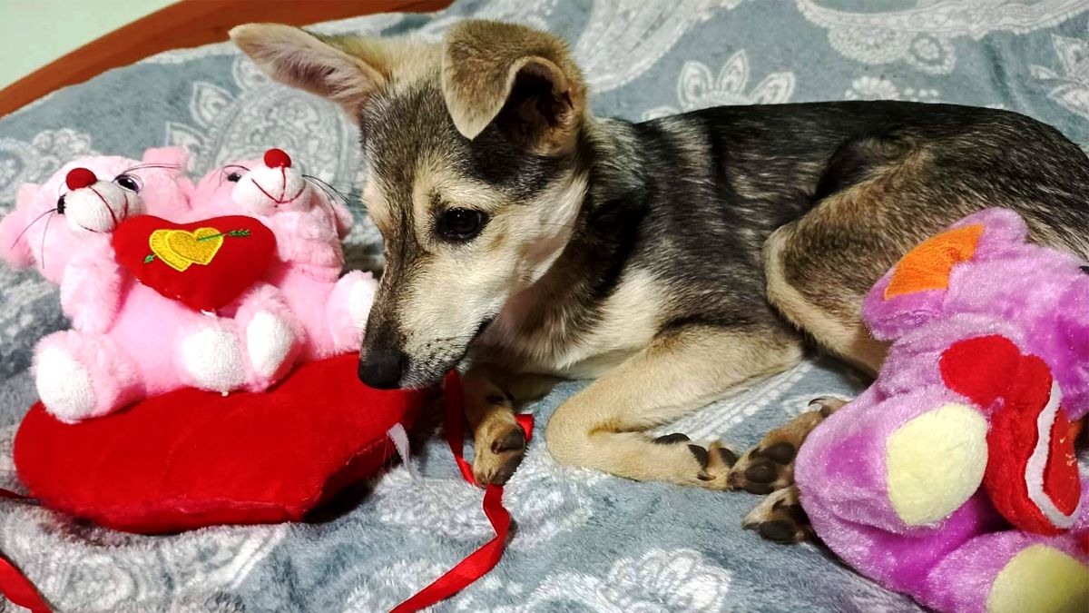 Безумовна любов: подаруйте тепло коломийським хвостикам 2