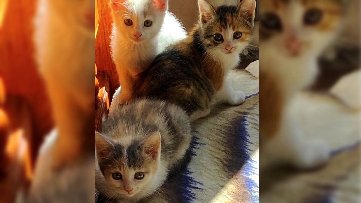 Безумовна любов: подаруйте тепло коломийським хвостикам 3