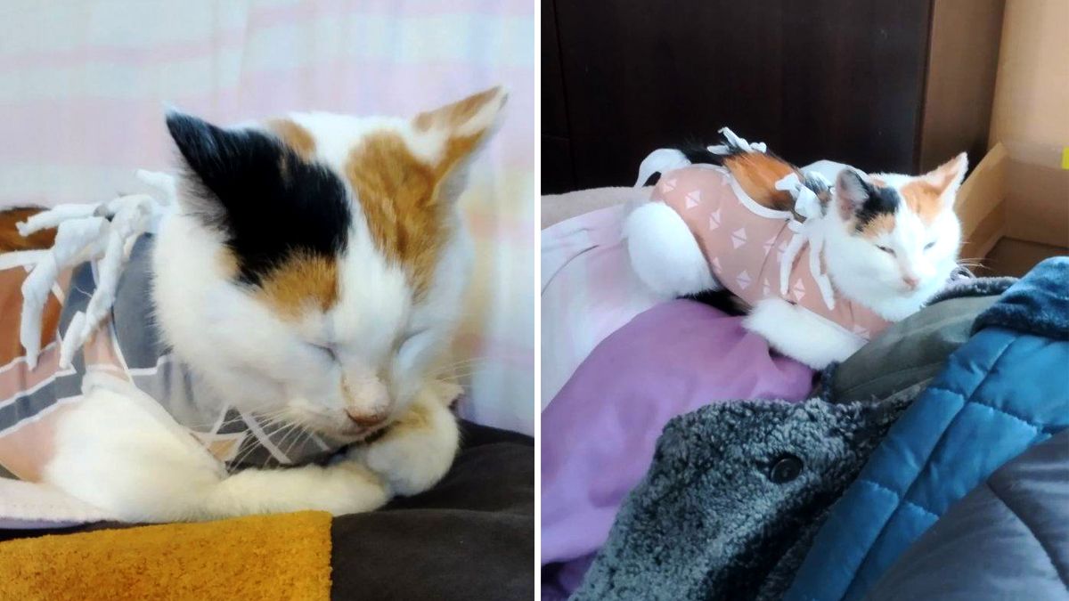 Безумовна любов: подаруйте тепло коломийським хвостикам 4