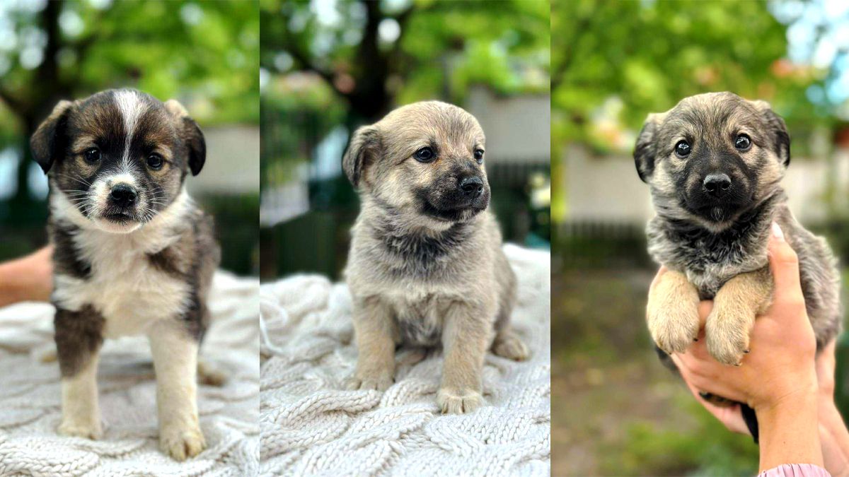 Безумовна любов: подаруйте тепло коломийським хвостикам 5