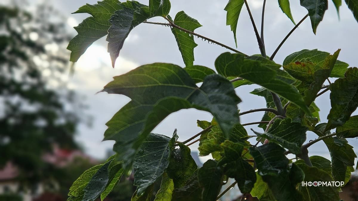 Погода в Коломиї 12 жовтня