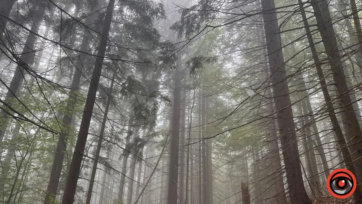 На Надвірнянщині загинув підліток внаслідок падіння дерева