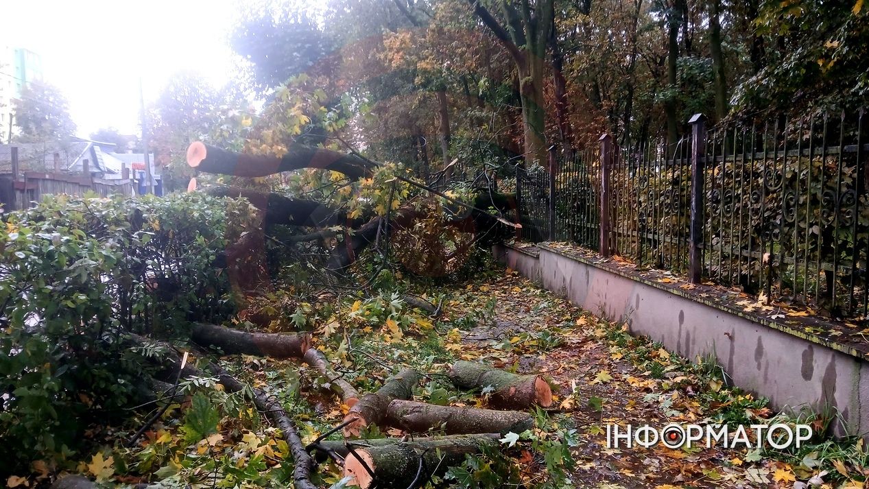 Вітер повалив дерево у Коломиї: наслідки негоди 5