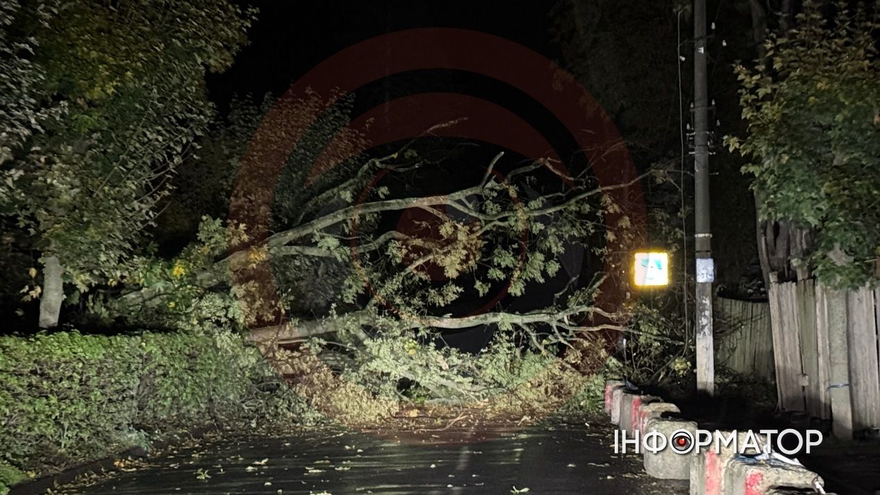 впало дерево