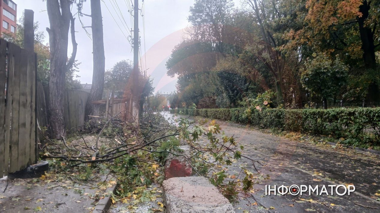 Вітер повалив дерево у Коломиї: наслідки негоди 1