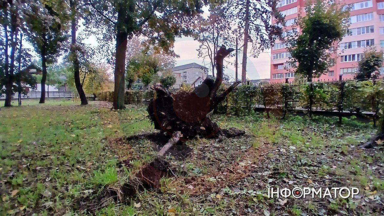Вітер повалив дерево у Коломиї: наслідки негоди 4