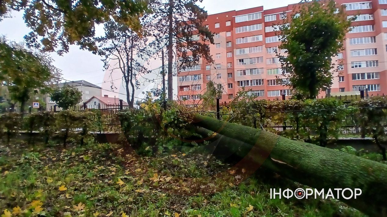 Вітер повалив дерево у Коломиї: наслідки негоди 6