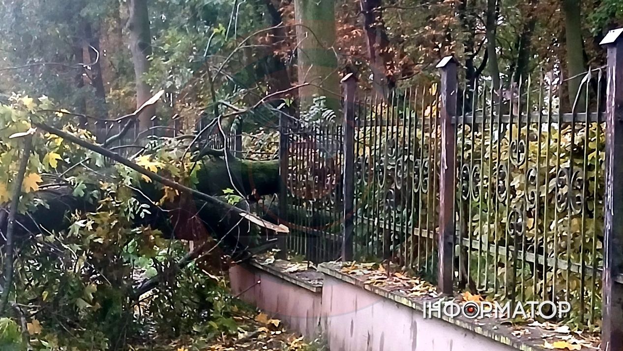 Вітер повалив дерево у Коломиї: наслідки негоди 2