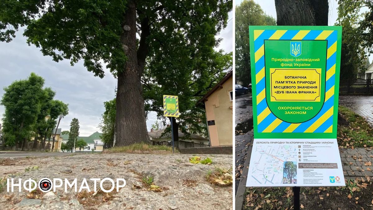 Прочитай і подивись угору: які дерева Коломиї охороняються як пам'ятки