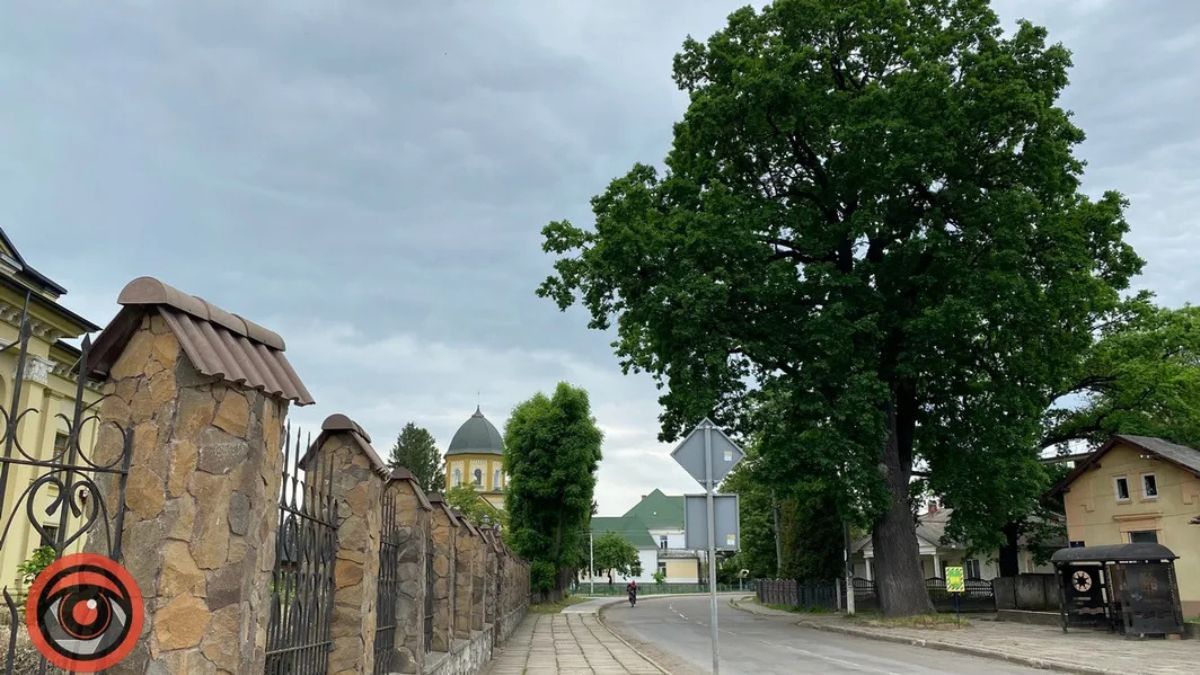 Прочитай і подивись угору: які дерева Коломиї охороняються як пам'ятки 2