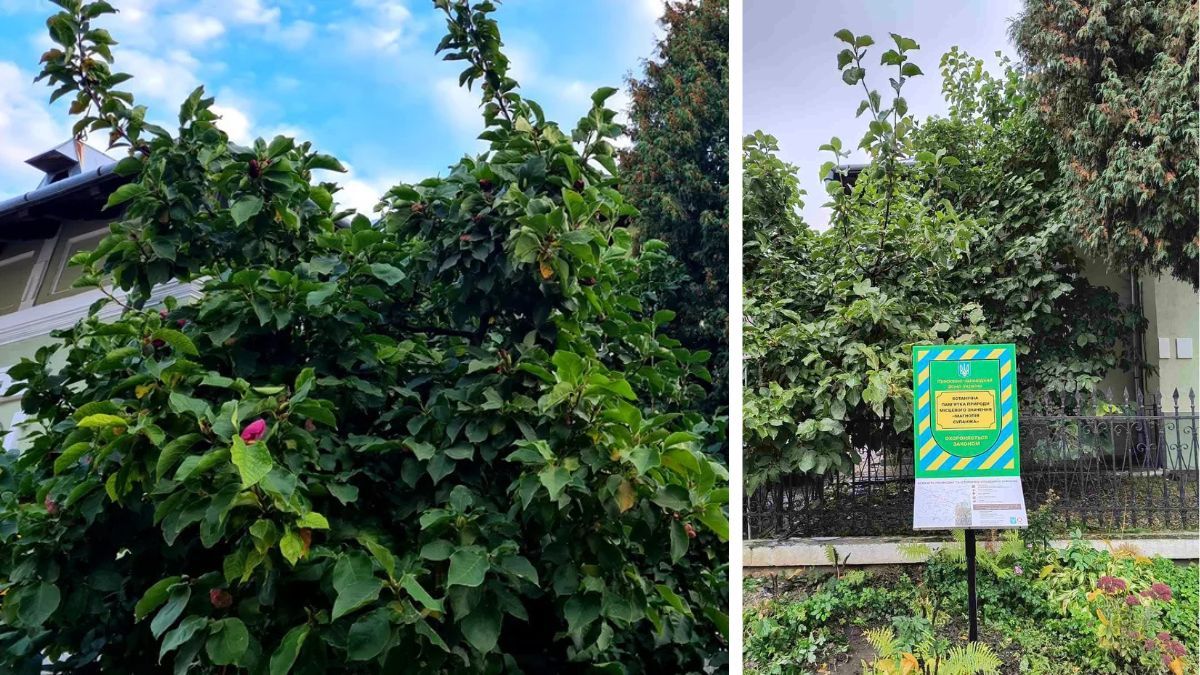 Прочитай і подивись угору: які дерева Коломиї охороняються як пам'ятки 4