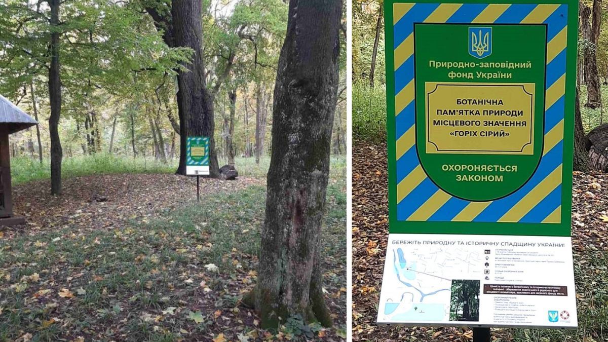 Прочитай і подивись угору: які дерева Коломиї охороняються як пам'ятки 5