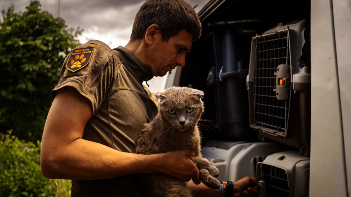 Підтримка евакуації тварин із зони бойових дій: у Коломиї презентують благодійну виставку-продаж