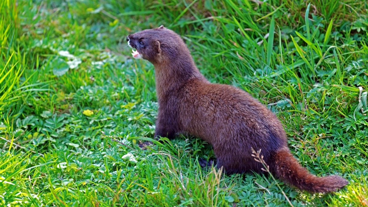 Незвичні укуси тварин: одного прикарпатця вкусив єнот, іншого — куниця