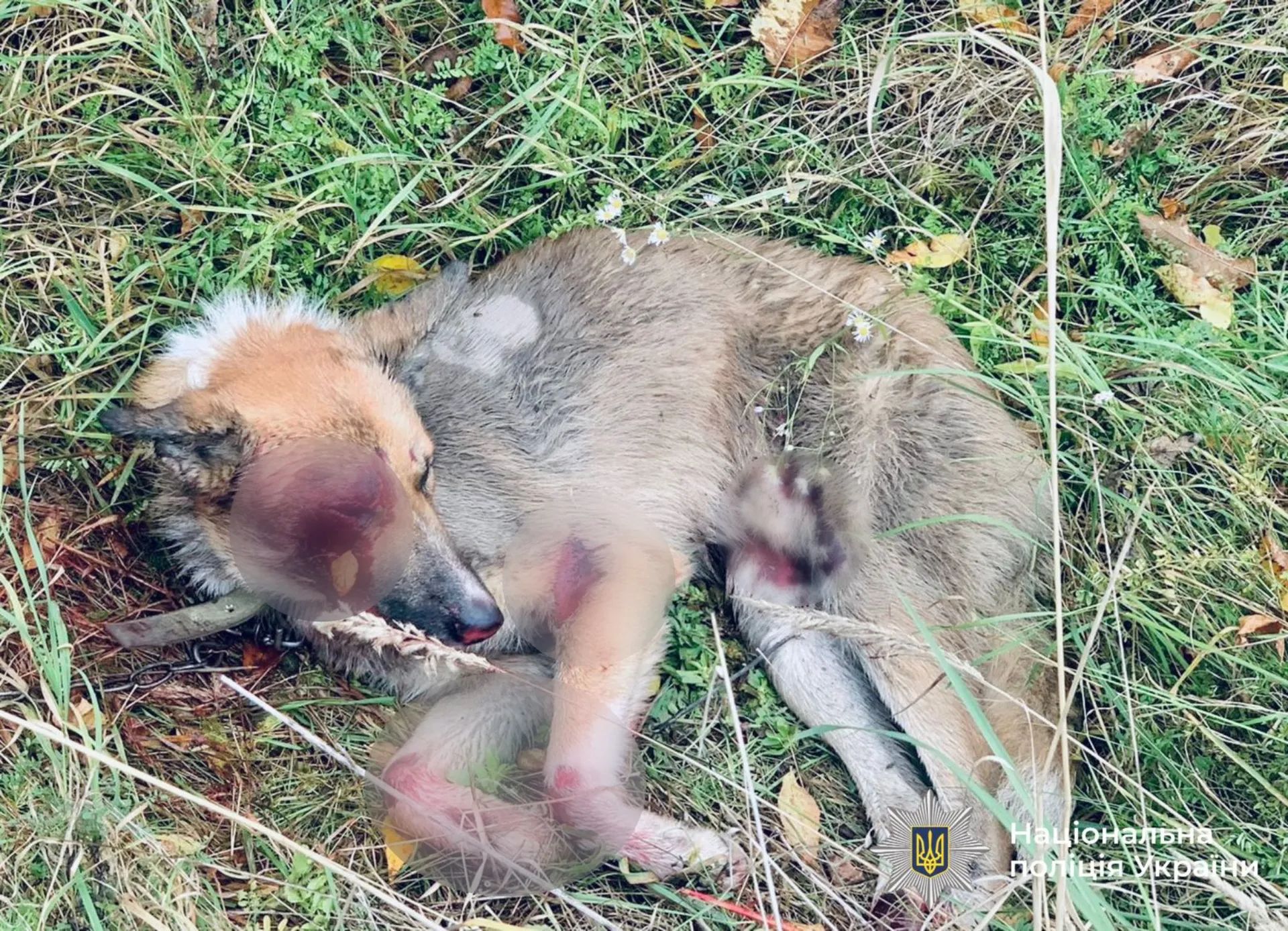 Собака, якого власник прив'язав до автівки й волочив дорогою, помер