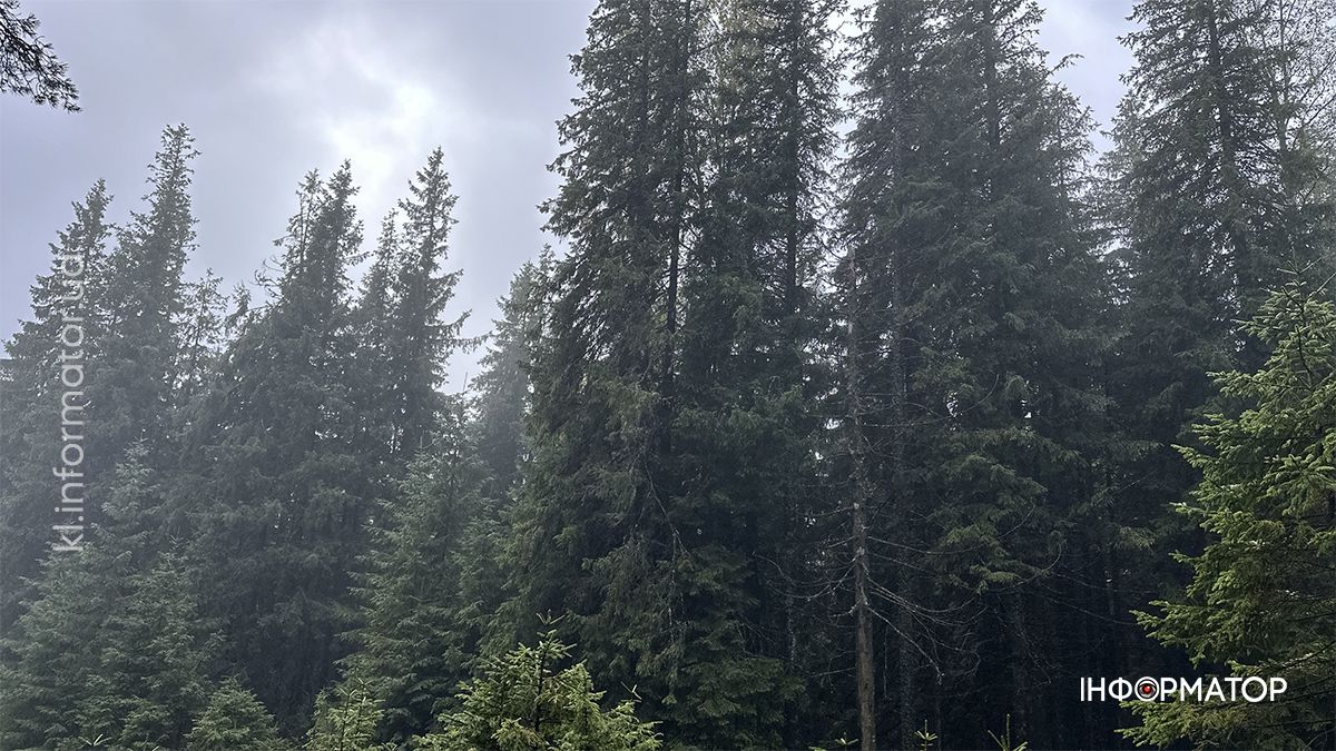 Туманні стежки і золоте листя: фоторепортаж з осінніх Карпат 2