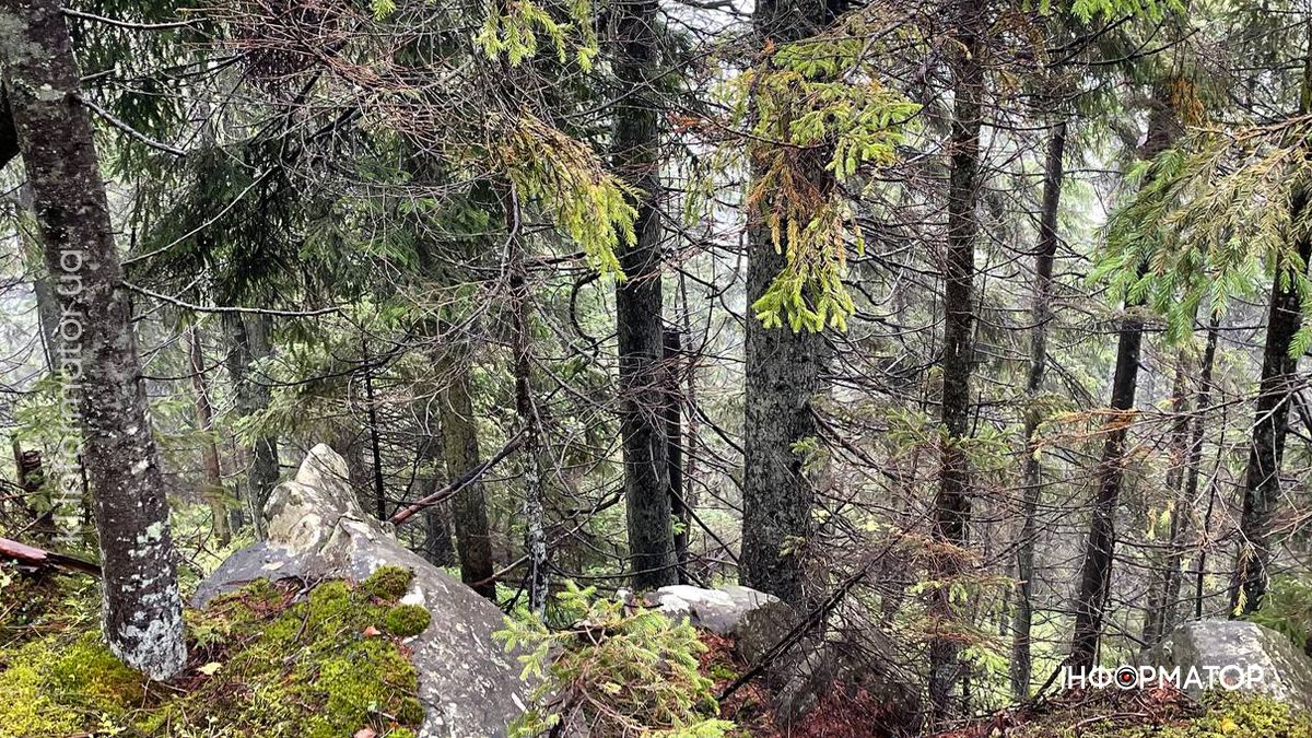 Туманні стежки і золоте листя: фоторепортаж з осінніх Карпат 12