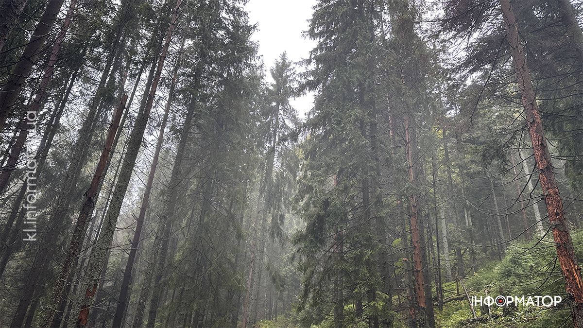 Туманні стежки і золоте листя: фоторепортаж з осінніх Карпат 6