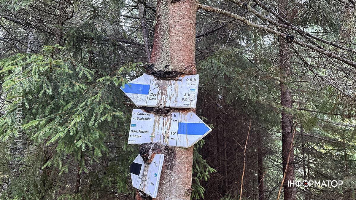 Туманні стежки і золоте листя: фоторепортаж з осінніх Карпат 9