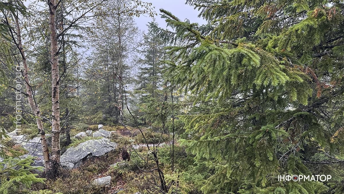 Туманні стежки і золоте листя: фоторепортаж з осінніх Карпат 10