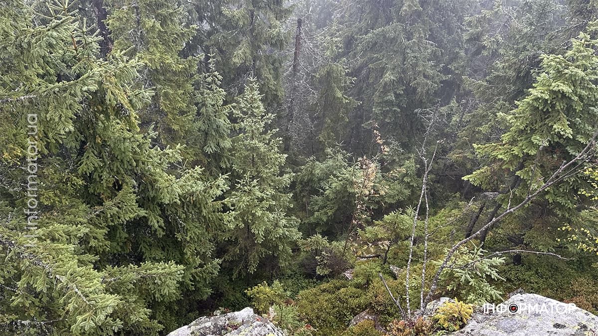 Туманні стежки і золоте листя: фоторепортаж з осінніх Карпат 13