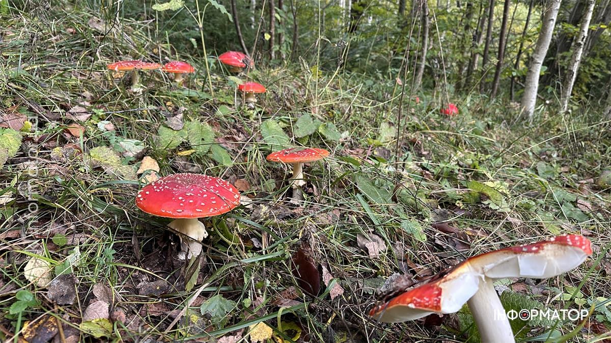 Туманні стежки і золоте листя: фоторепортаж з осінніх Карпат 14