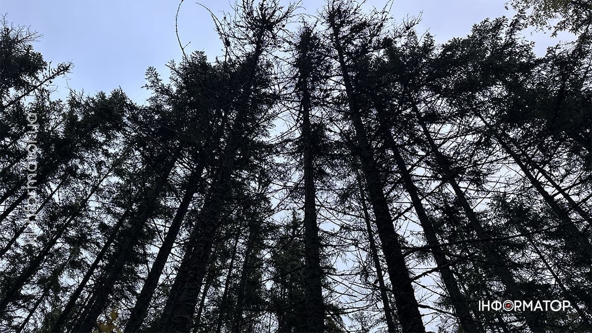 Туманні стежки і золоте листя: фоторепортаж з осінніх Карпат 15