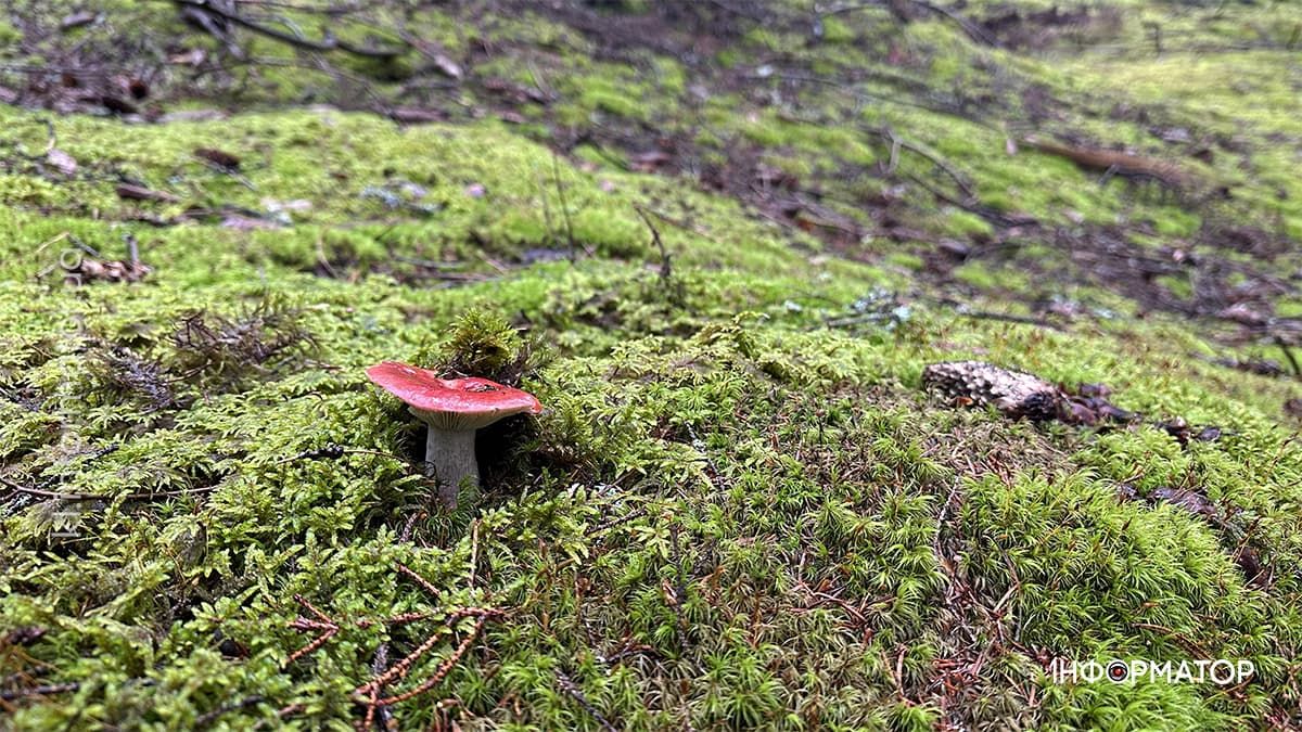 Туманні стежки і золоте листя: фоторепортаж з осінніх Карпат 16