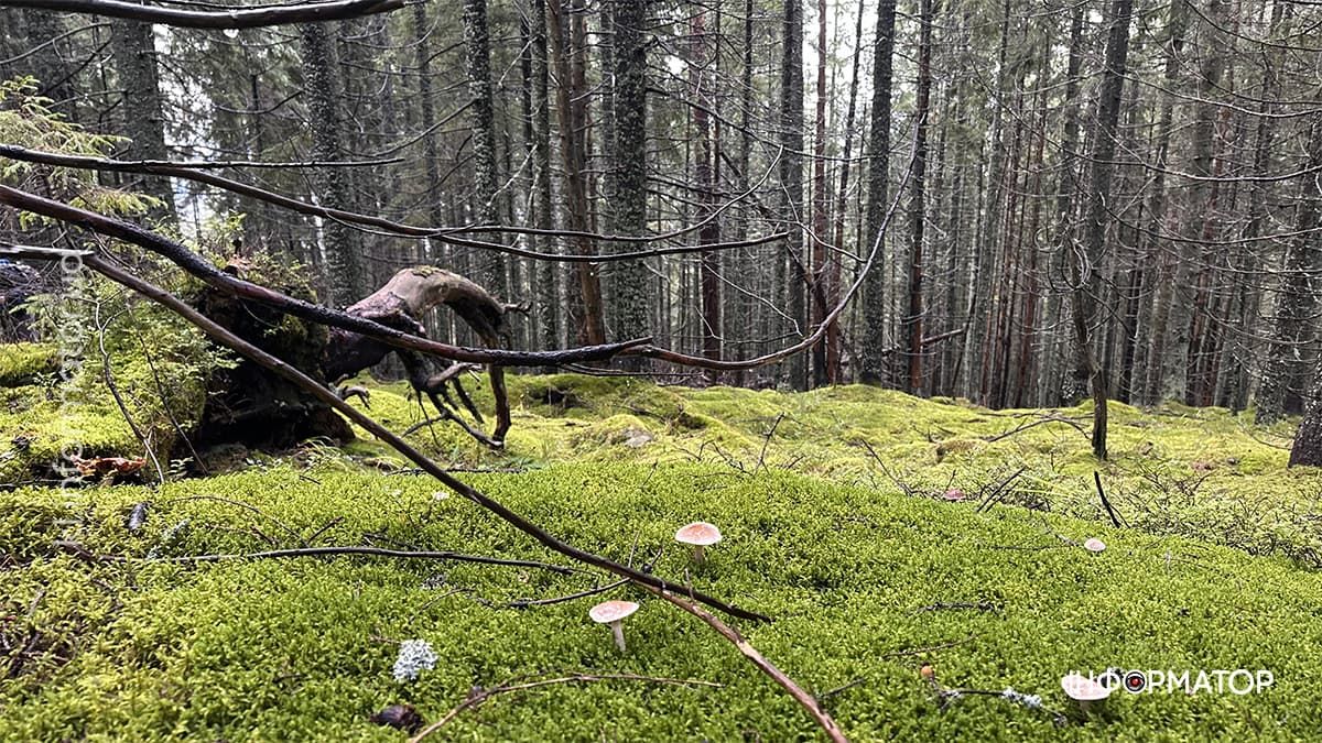 Туманні стежки і золоте листя: фоторепортаж з осінніх Карпат 18