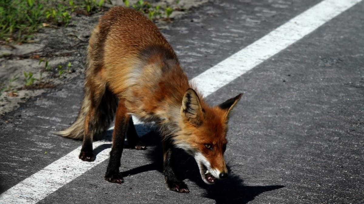 На Івано-Франківщині дозволили відстріл тварин, що переносять небезпечні хвороби