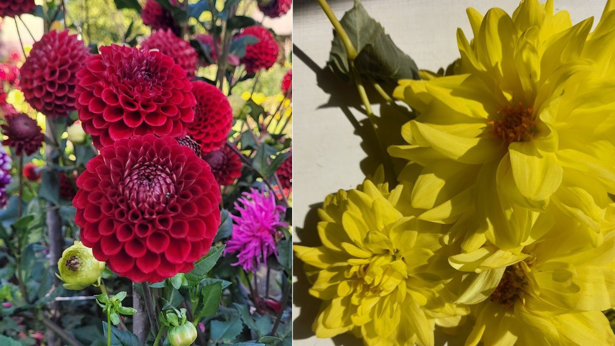 Як підготувати жоржини до зими: коли і як правильно викопувати бульби 1