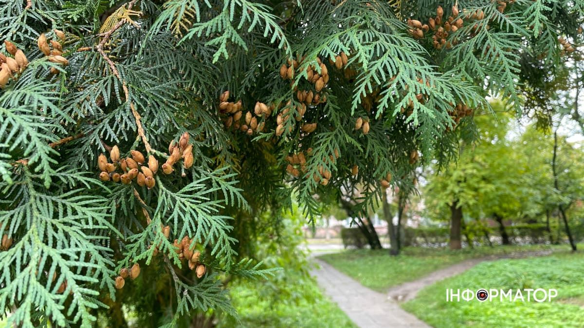 Погода в Коломиї на 24 жовтня