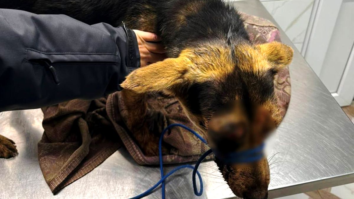 Коломиянин побив собаку палицею: за справу взялася поліція