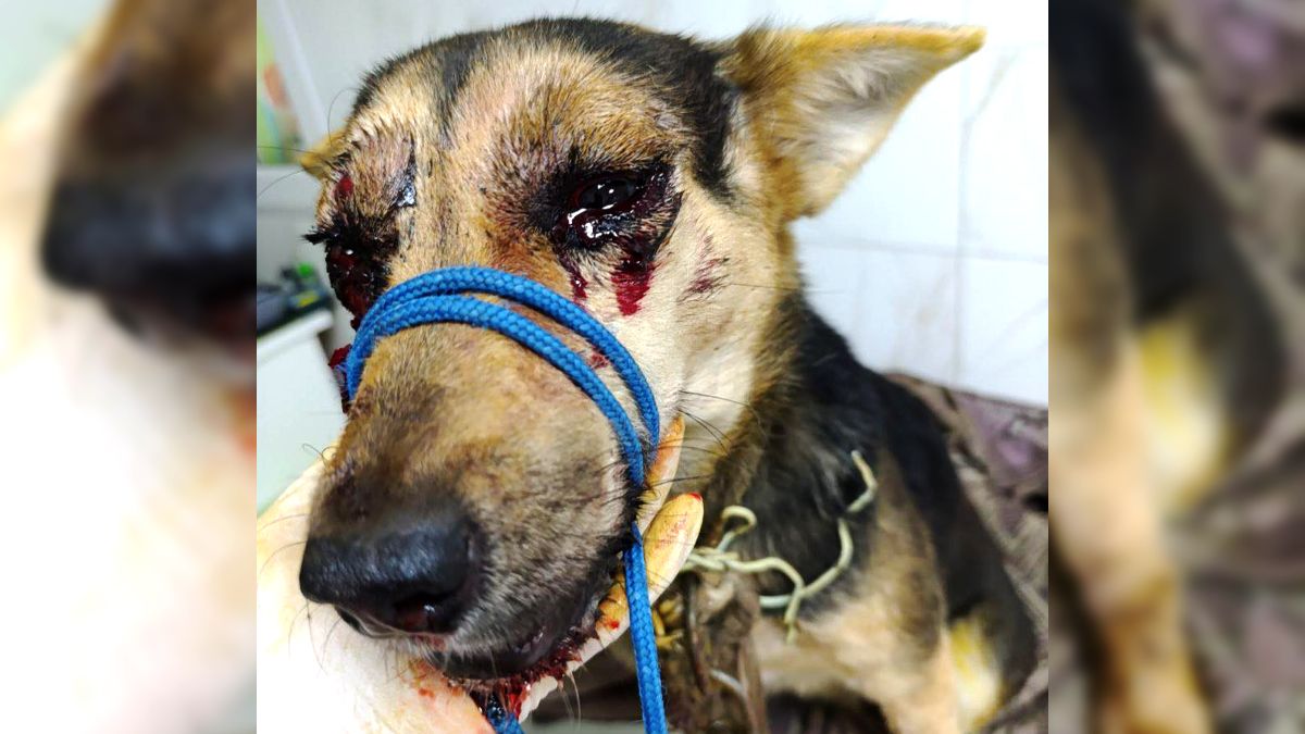 Коломиянин побив собаку палицею: за справу взялася поліція 1