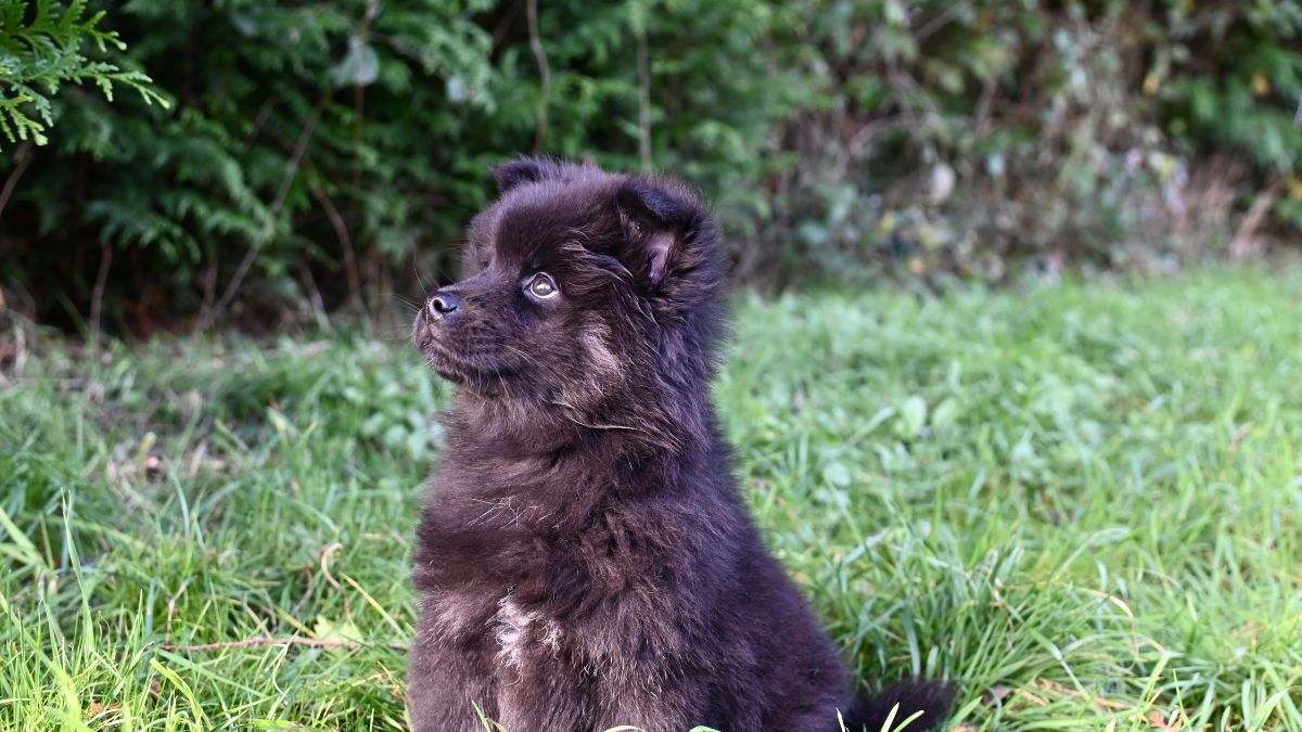Добірка чотирилапих у Коломиї, які мріють знайти домівку