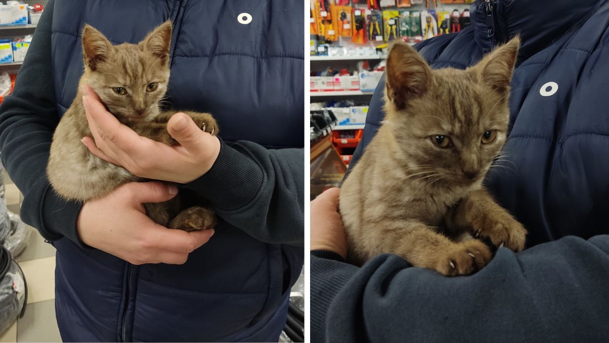 Добірка чотирилапих у Коломиї, які мріють знайти домівку 1