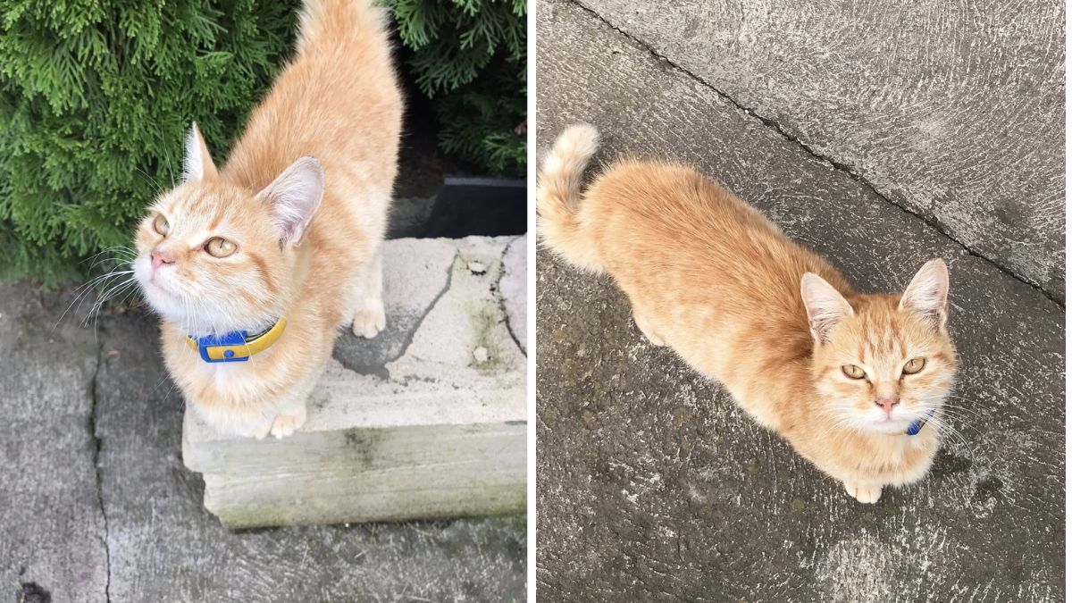 Добірка чотирилапих у Коломиї, які мріють знайти домівку 2