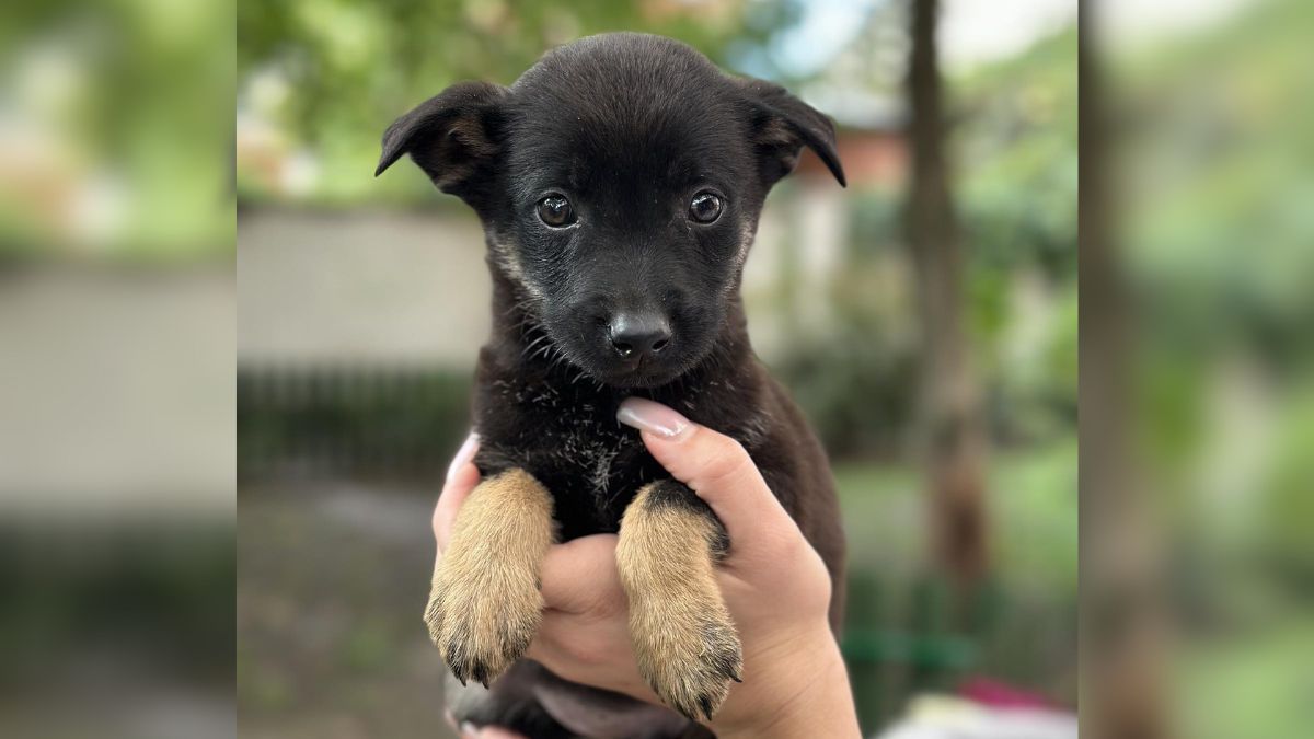 Добірка чотирилапих у Коломиї, які мріють знайти домівку 3