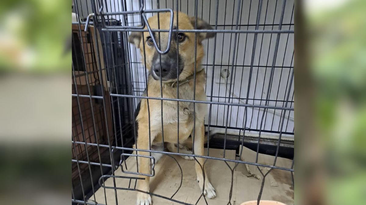 Добірка чотирилапих у Коломиї, які мріють знайти домівку 4